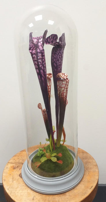 Pianta Carnivora Artificiale Con Campana In Vetro H.46Cm