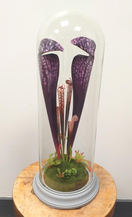 Pianta Carnivora Artificiale Con Campana In Vetro H.46Cm