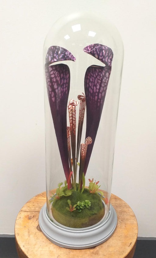 Pianta Carnivora Artificiale Con Campana In Vetro H.46Cm