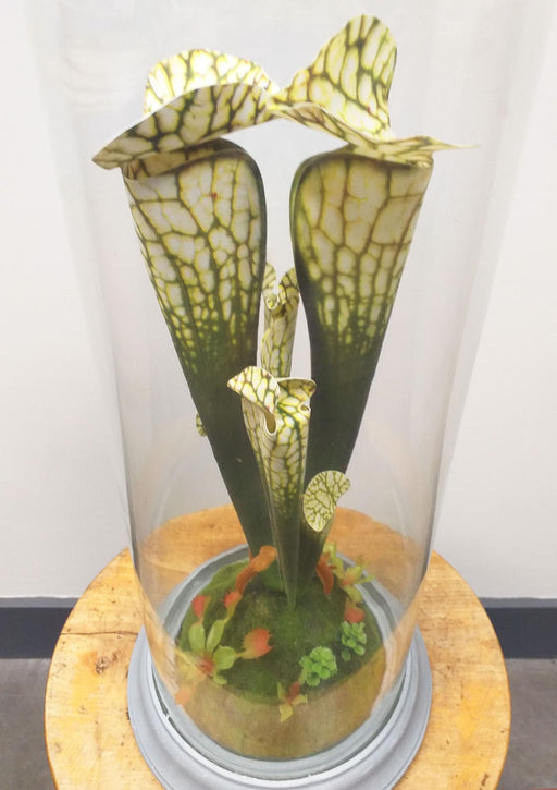 Pianta Carnivora Artificiale Sotto Copertura In Vetro