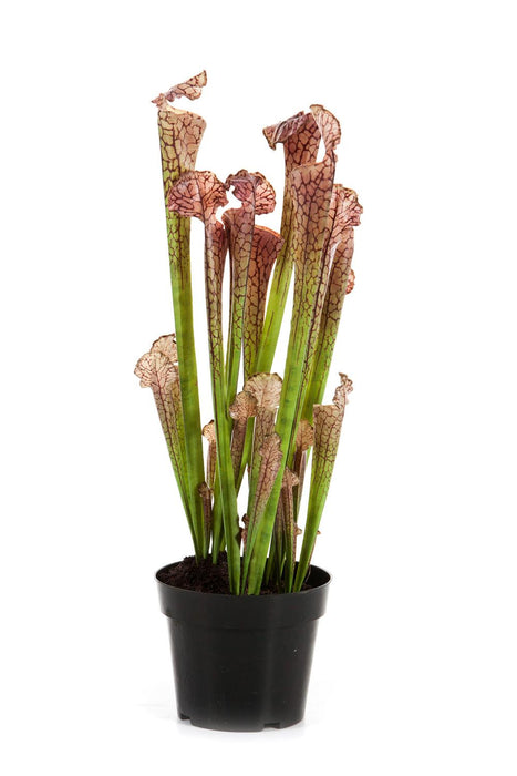 Sarracenia Pianta Carnivora Artificiale H.65Cm Viola