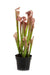 Sarracenia Pianta Carnivora Artificiale H.65Cm Viola