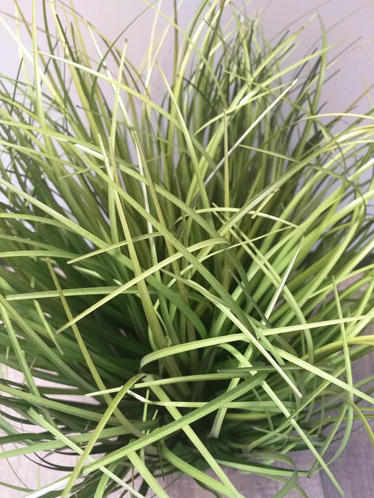 Pianta Erba Artificiale In Schiuma H.40Cm Verde