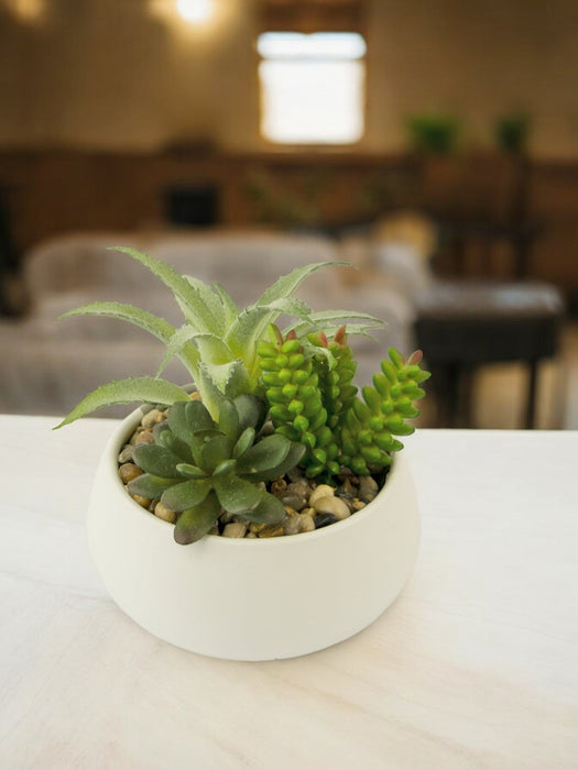 Pianta Succulenta - Composizione Artificiale