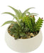 Pianta Succulenta - Composizione Artificiale