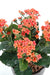 Pianta Kalanchoe Artificiale Su Palo 25Cm Pesca