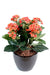 Pianta Kalanchoe Artificiale Su Palo 25Cm Pesca