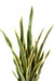 Pianta Sansevieria Artificiale 85 Cm Decorazione Interni