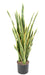 Pianta Sansevieria Artificiale 85 Cm Decorazione Interni