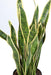 Pianta Artificiale Sansevieria 93Cm Decorazione Interna