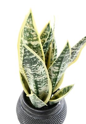 Pianta Artificiale Di Sansevieria In Vaso Decorativo 49 Cm
