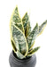 Pianta Artificiale Di Sansevieria In Vaso Decorativo 49 Cm