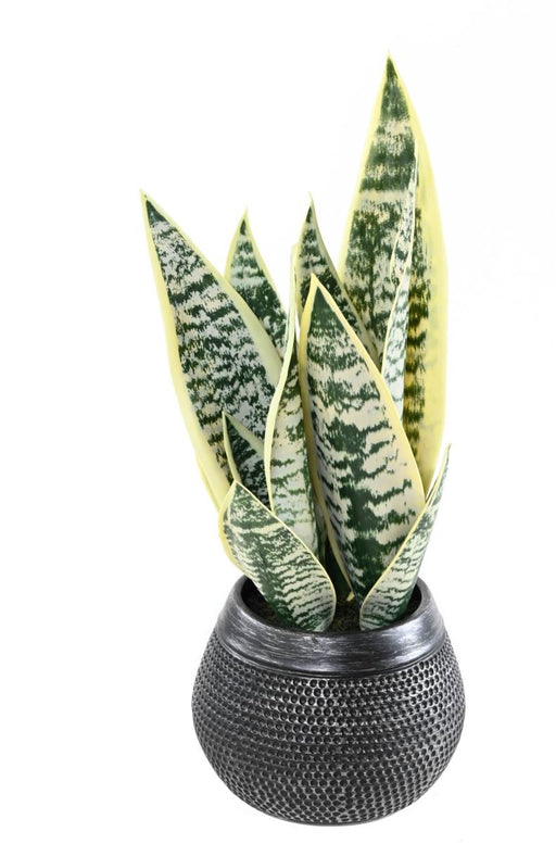 Pianta Artificiale Di Sansevieria In Vaso Decorativo 49 Cm