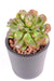 Pianta Succulente Artificiale Da Interno H.19Cm