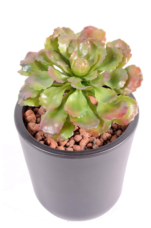 Pianta Succulente Artificiale Da Interno H.19Cm