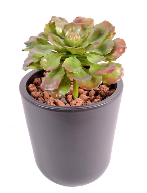 Pianta Succulente Artificiale Da Interno H.19Cm
