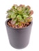 Pianta Succulente Artificiale Da Interno H.19Cm
