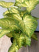 Pianta Syngonium Artificiale In Vaso 50Cm Verde Chiaro