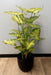 Pianta Syngonium Artificiale In Vaso 50Cm Verde Chiaro