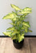 Pianta Syngonium Artificiale In Vaso 50Cm Verde Chiaro