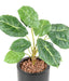 Pianta Verde Artificiale Alocasia 10 Foglie 50Cm