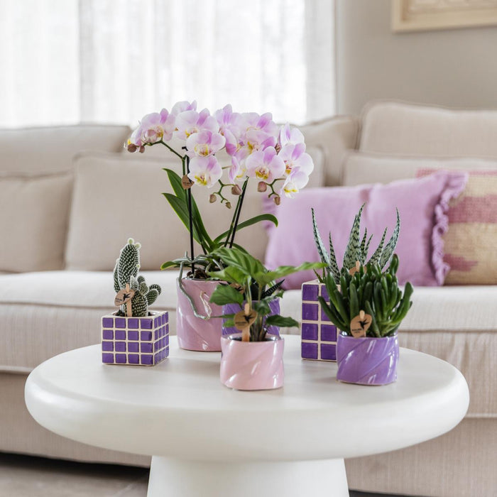 Pianta D'appartamento Purificante - Calathea - Vaso Incluso