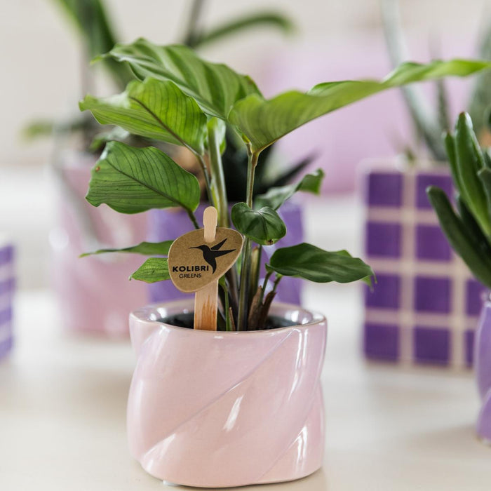Pianta D'appartamento Purificante - Calathea - Vaso Incluso