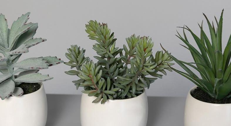 Piante Succulente Artificiali In Vaso Di Ceramica Bianca