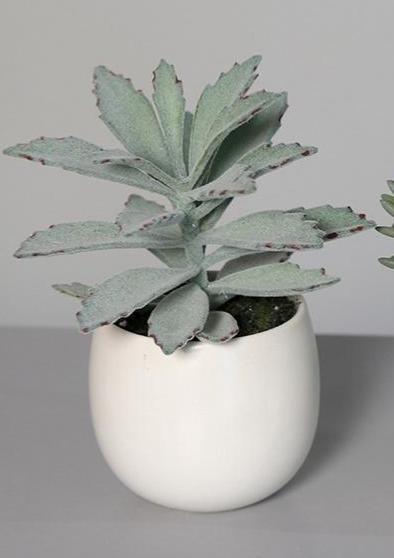 Piante Succulente Artificiali In Vaso Di Ceramica Bianca