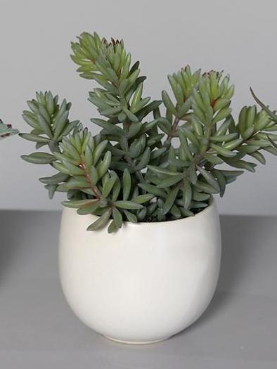 Piante Succulente Artificiali In Vaso Di Ceramica Bianca