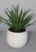 Piante Succulente Artificiali In Vaso Di Ceramica Bianca