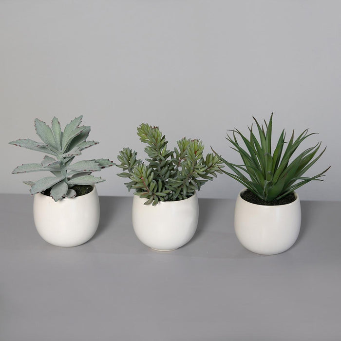 Piante Succulente Artificiali In Vaso Di Ceramica Bianca