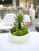 Piante Succulente - Composizione Artificiale