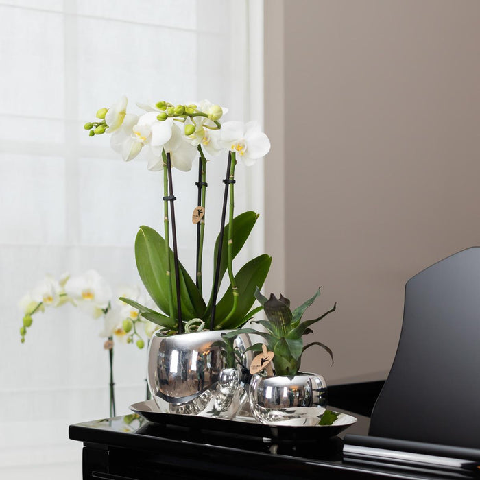 Vassoio Ovale In Argento