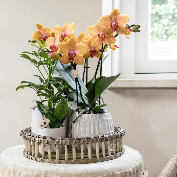 Vassoio Decorativo In Bambù