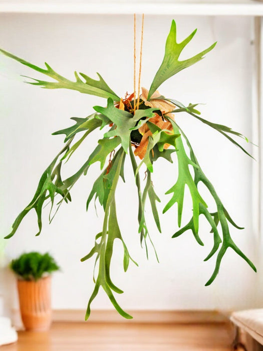 Platycerium - Pianta Artificiale Che Cade