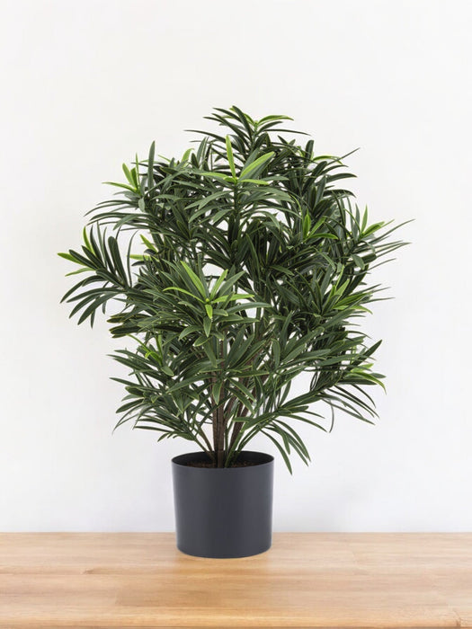 Podocarpus - Pianta Verde Artificiale