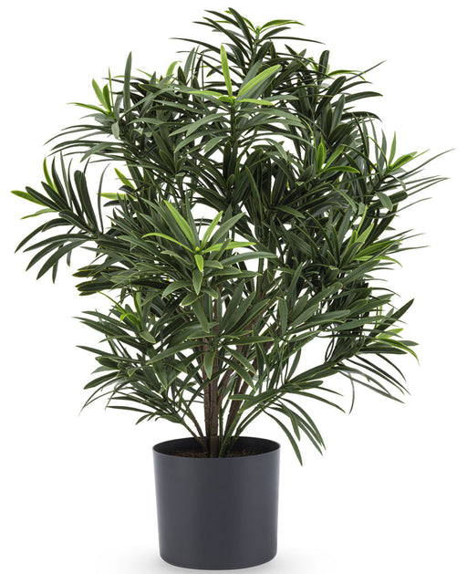 Podocarpus - Pianta Verde Artificiale
