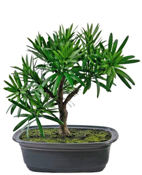 Podocarpus - Bonsai Di Abete Artificiale