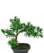 Podocarpus - Bonsai Di Abete Artificiale