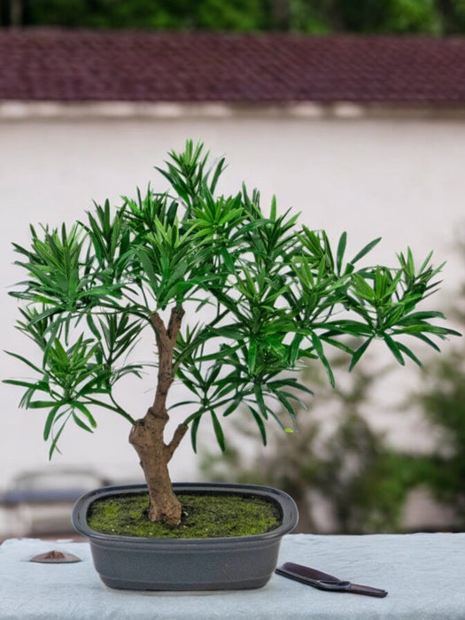 Podocarpus - Bonsai Di Abete Artificiale