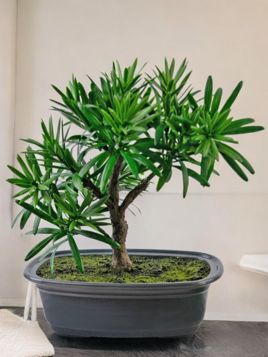 Podocarpus - Bonsai Di Abete Artificiale