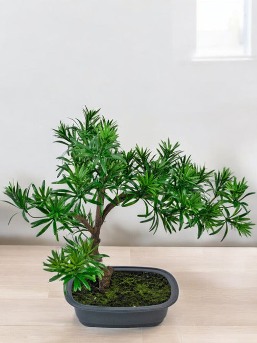 Podocarpus - Bonsai Di Abete Artificiale