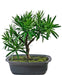 Podocarpus - Bonsai Di Abete Artificiale