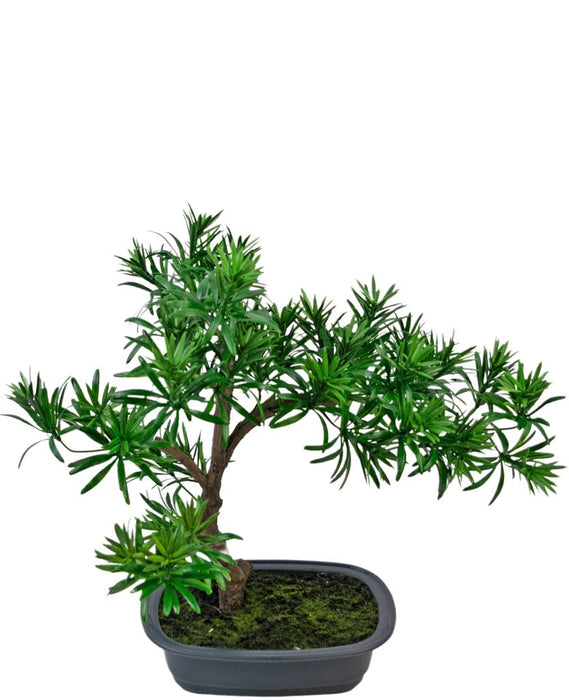 Podocarpus - Bonsai Di Abete Artificiale
