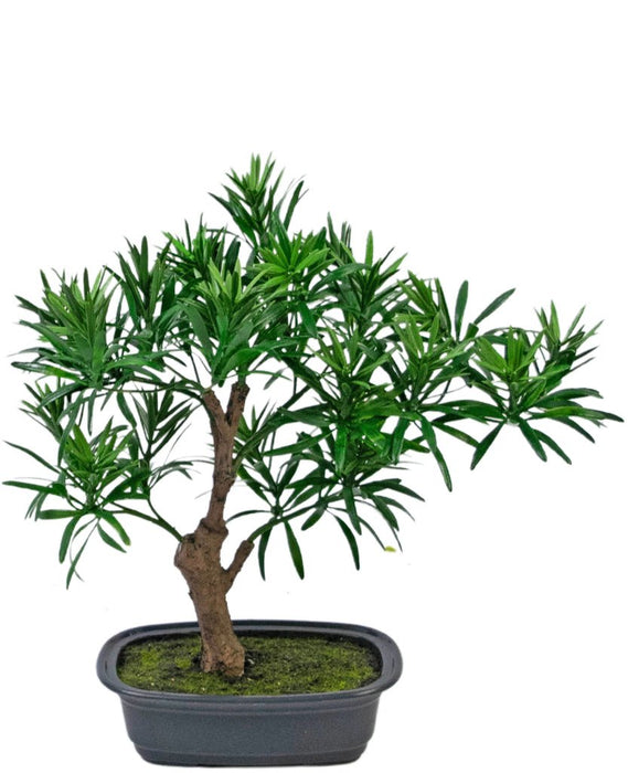 Podocarpus - Bonsai Di Abete Artificiale