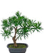 Podocarpus - Bonsai Di Abete Artificiale