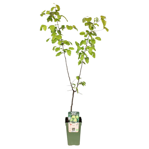 Poirier 'Doyenne Du Comice' Biologico