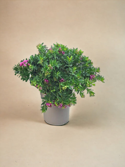 Milkwort A Foglie Di Mirto