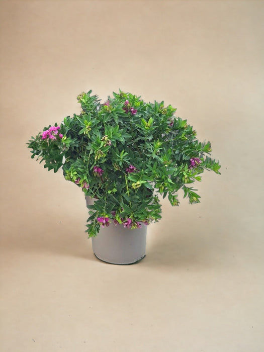 Milkwort A Foglie Di Mirto